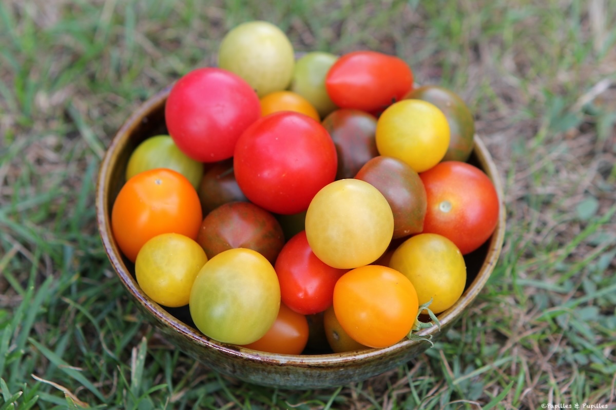 Tomates cerise multicolores
