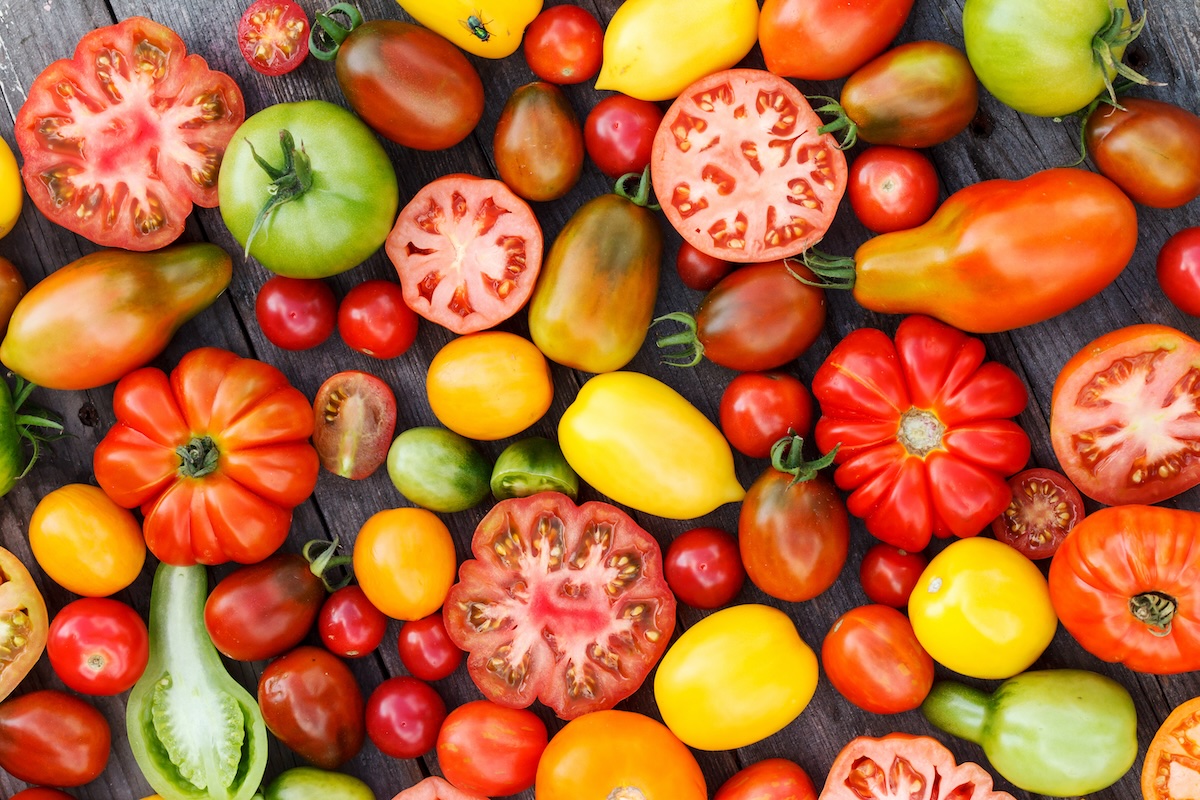 Tomates différentes variétés ©Shebeko shutterstock