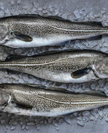 Skrei
