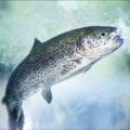 Truite des fjords norvégiens