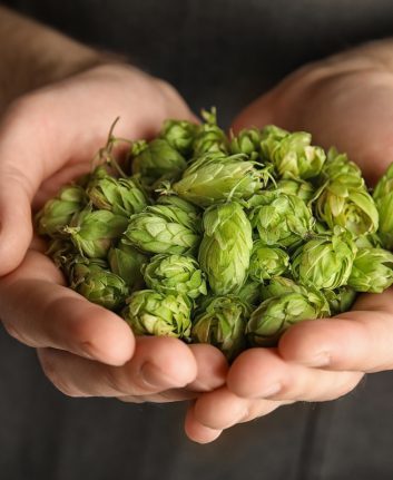 Fleurs de houblon ©New Africa shutterstock