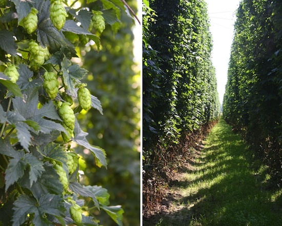 Houblonnière ©Noema Perez Licence CC BY-NC-SA 2.0