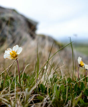 Iceland ©MobyRichard CC BY-SA 2.0