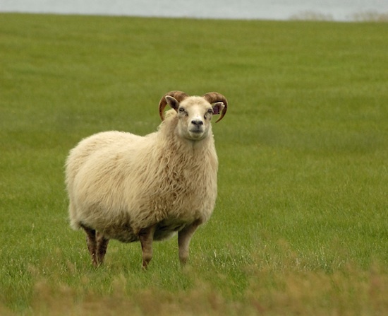 Moutons islandais ©Neil D'Cruze licence CC BY 2.0