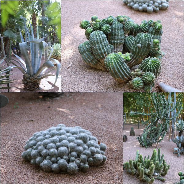 Cactus - Jardins Majorelle