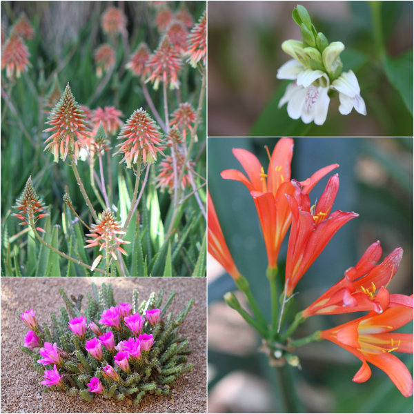 FLeurs - Jardin Majorelle ©AnneLataillade 2013