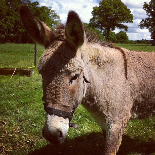 Ai un nouveau copain