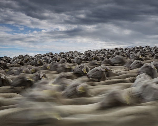 Brebis Lacaune ©manuel huynh - licence CC BY-NC-ND 2.0