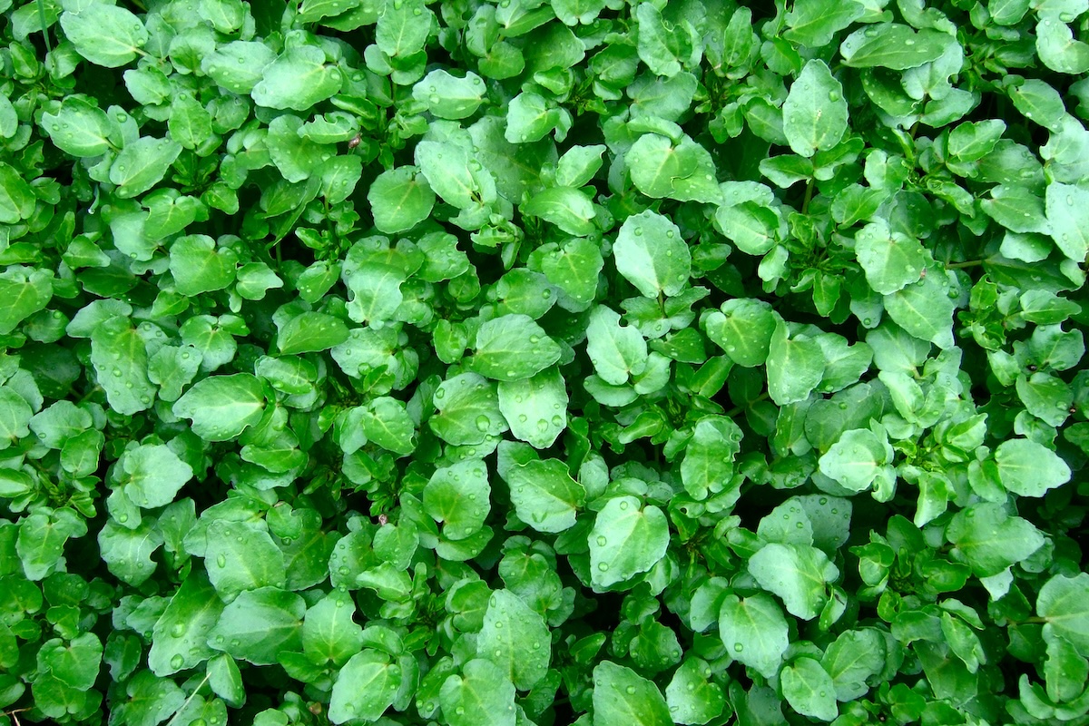 Cresson © Wendell Smith CC BY 2.0