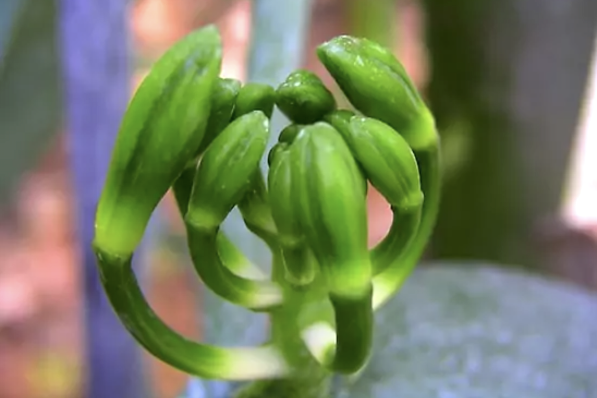 Évolution de la fleur de vanille jusqu’à la formation de la gousse
