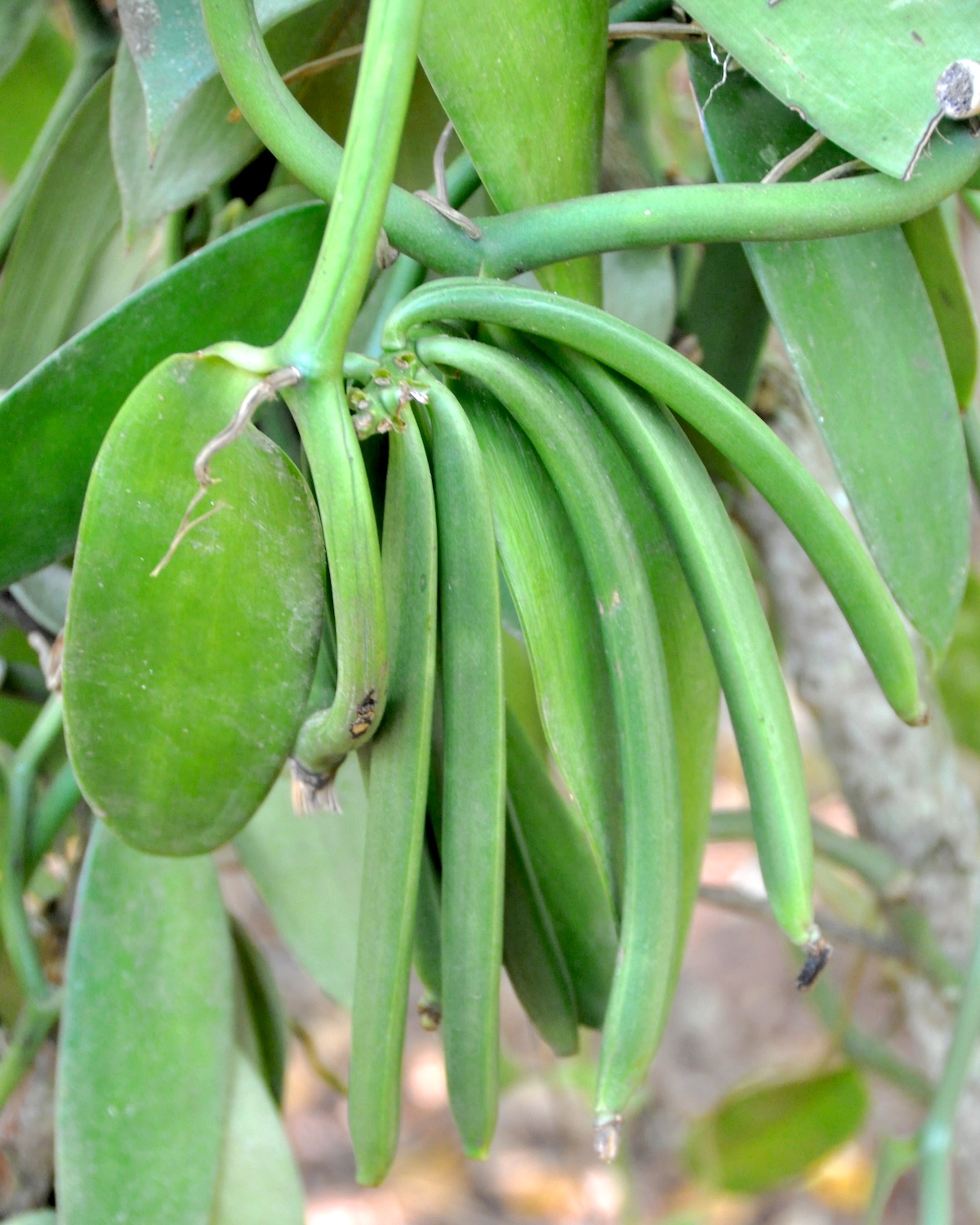 Gousses de vanille vertes sur un vanillier