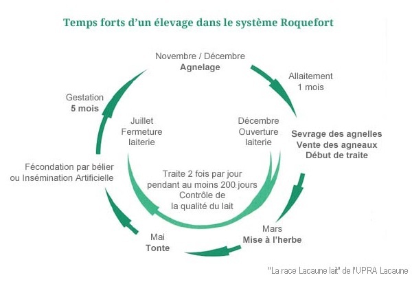 Temps forts d'un élevage dans le système Roquefort