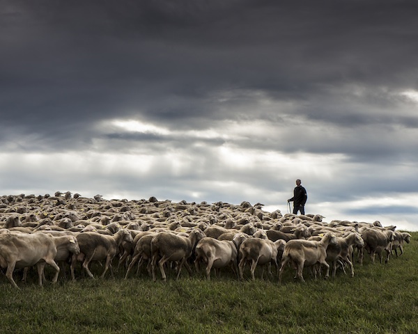 Brebis © Manuel huynn