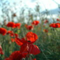 8 ans - Noces de Coquelicots © james.pratley licence CC BY 2.0