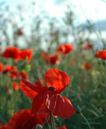 8 ans - Noces de Coquelicots © james.pratley licence CC BY 2.0