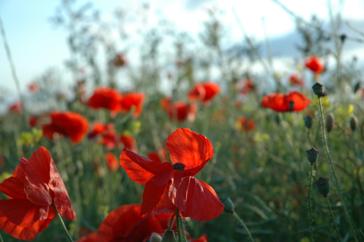 8 ans - Noces de Coquelicots © james.pratley licence CC BY 2.0
