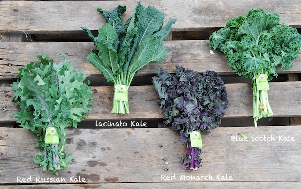 Différentes variétés de Kale ©SuziesFarm licence CC BY-NC-ND 2.0