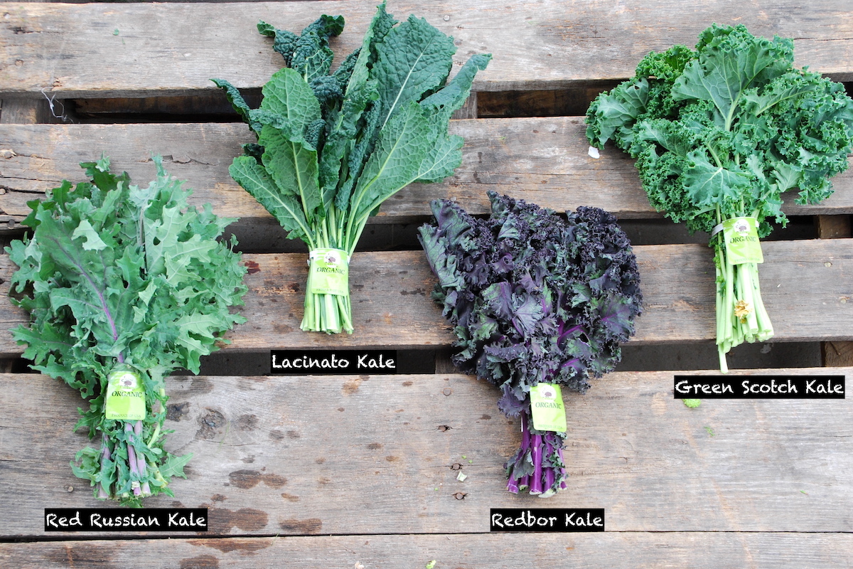 Différentes variétés de kale ©Suzie's Farm CC BY-NC-ND 2.0