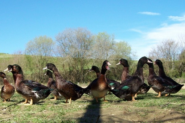 le canard mulard kriaxera