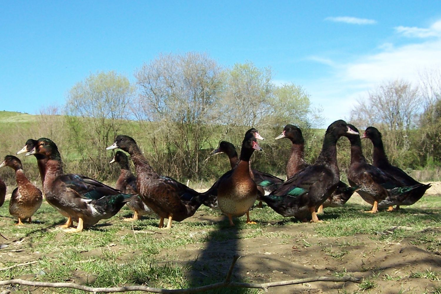 Canard Mulard Kriaxera ©EARL de la Bidouze