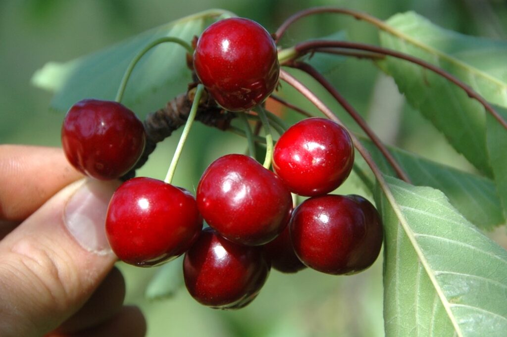 Cerises d'Itxassou - Peloa ©Julot