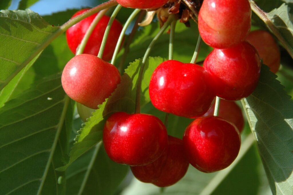 Cerises xapata ©Julot