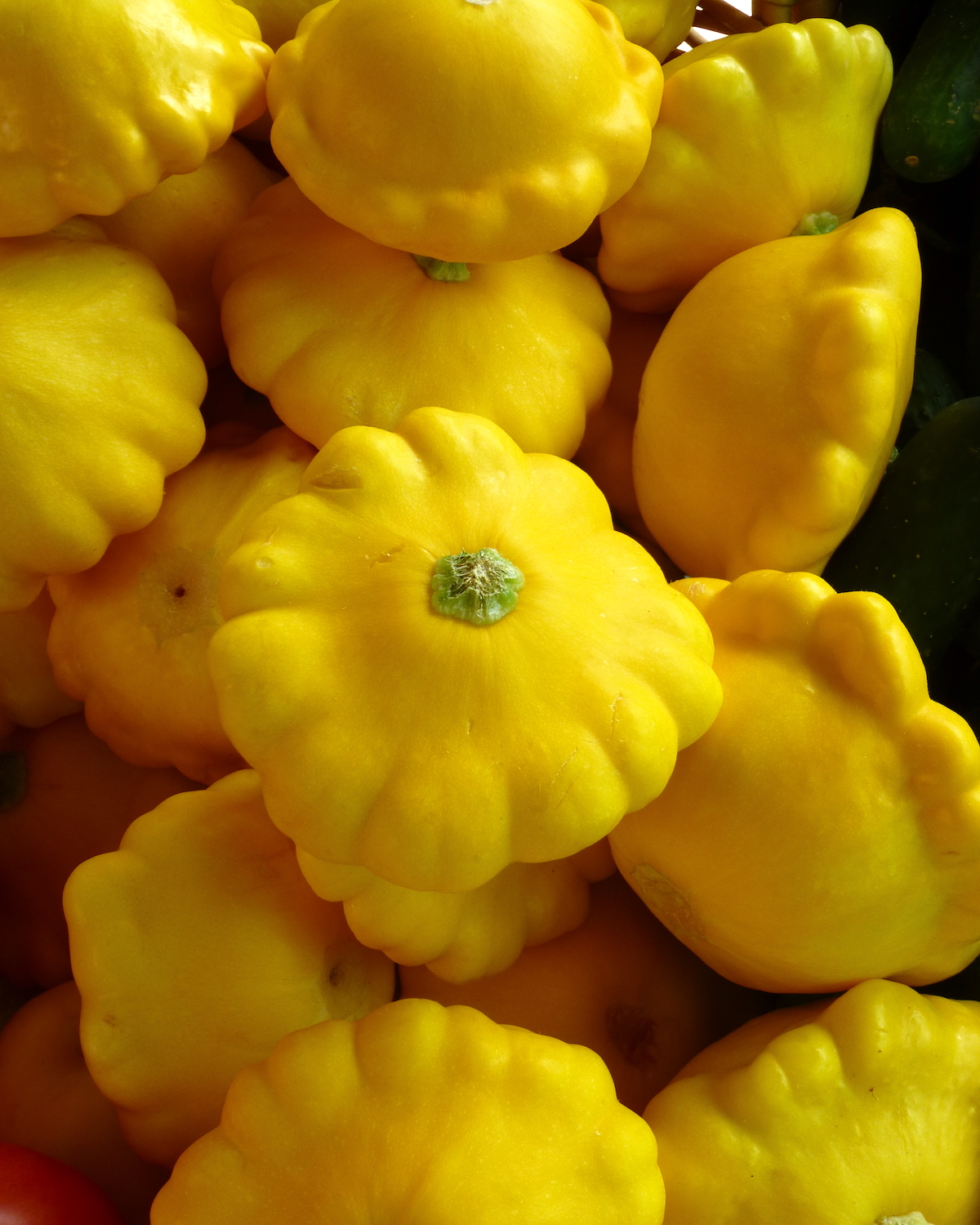 Pâtissons jaunes ©Mike Licht CC BY 2.0