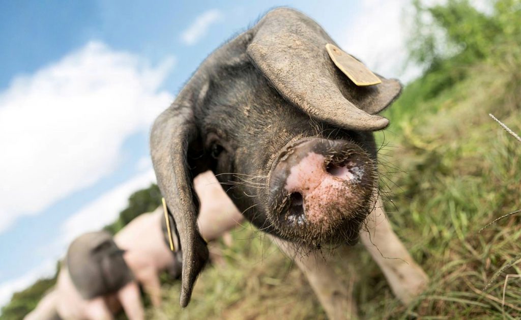 Porc basque Kintoa et jambon AOP des Aldudes