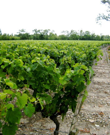 Vignoble Bordeaux ©Claude MARCHAND CC BY-NC-ND 2.0