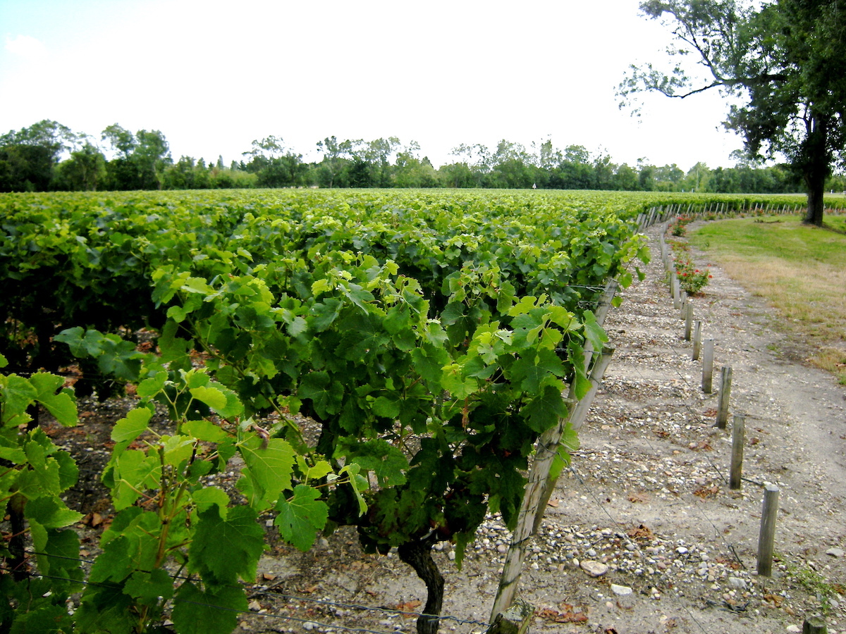Vignoble Bordeaux ©Claude MARCHAND CC BY-NC-ND 2.0