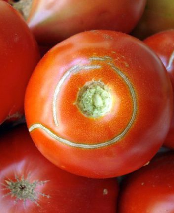 Tomates ©.Ines licence CC BY-NC-ND 2.0