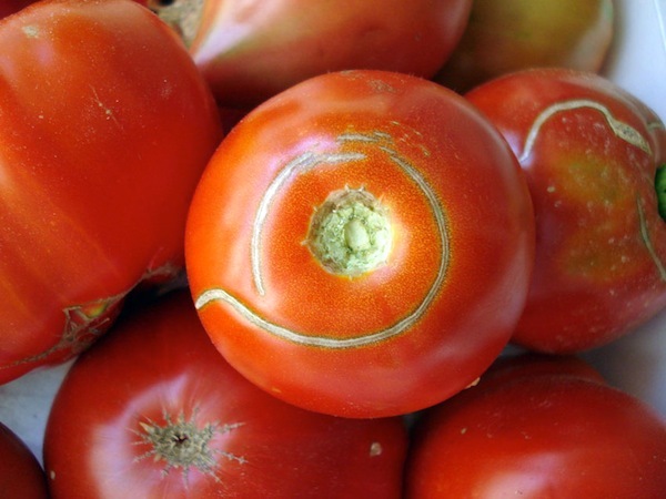 Tomates ©.Ines licence CC BY-NC-ND 2.0