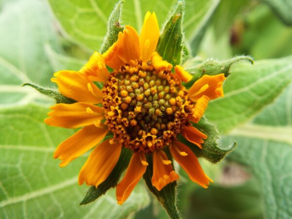 Fleur de yacon ©Forest and Kim Starr CC BY 2.0