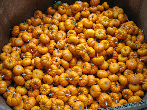 Jack Be Little ©Chris Breeze licence CC BY 2.0