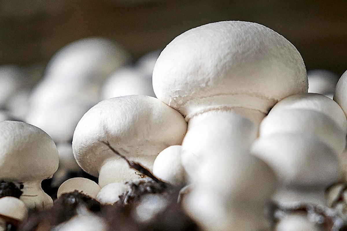 Champignons de Paris ©lou