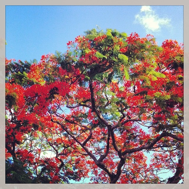 Flamboyant, Île Maurice