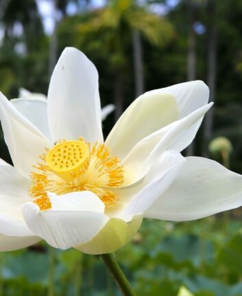 Fleur de lotus