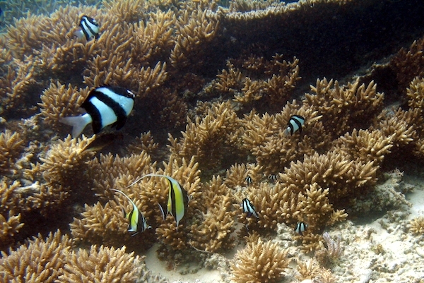 Snorkeling ©Funky Clarence