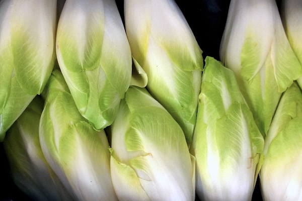 Endives ©J Mark Dodds CC BY-NC-ND 2.0 BD