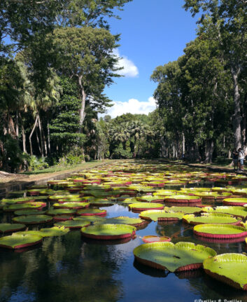 Jardin de Pamplemousse
