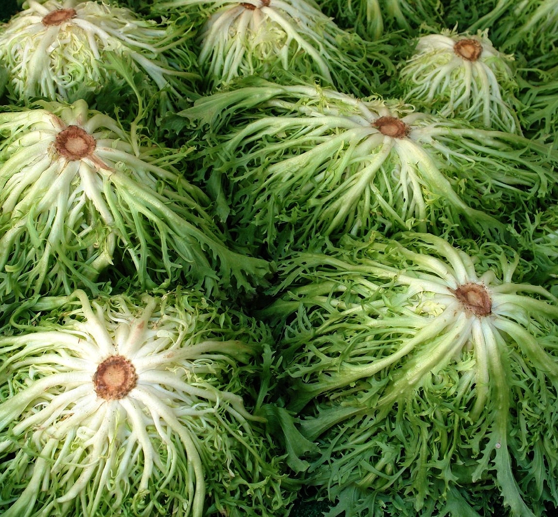 Salades frisées ©Claude Fabry Licence CC BY-ND 2.0