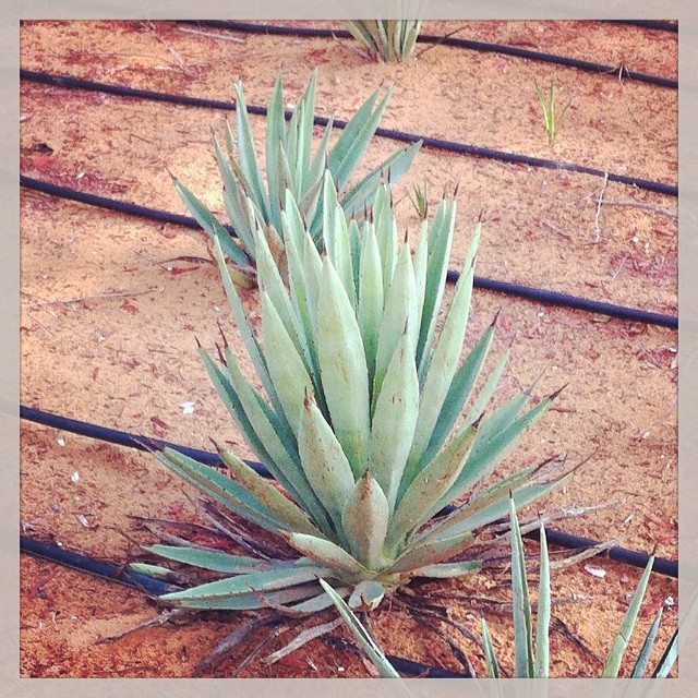 Aloe Vera #abudhabi