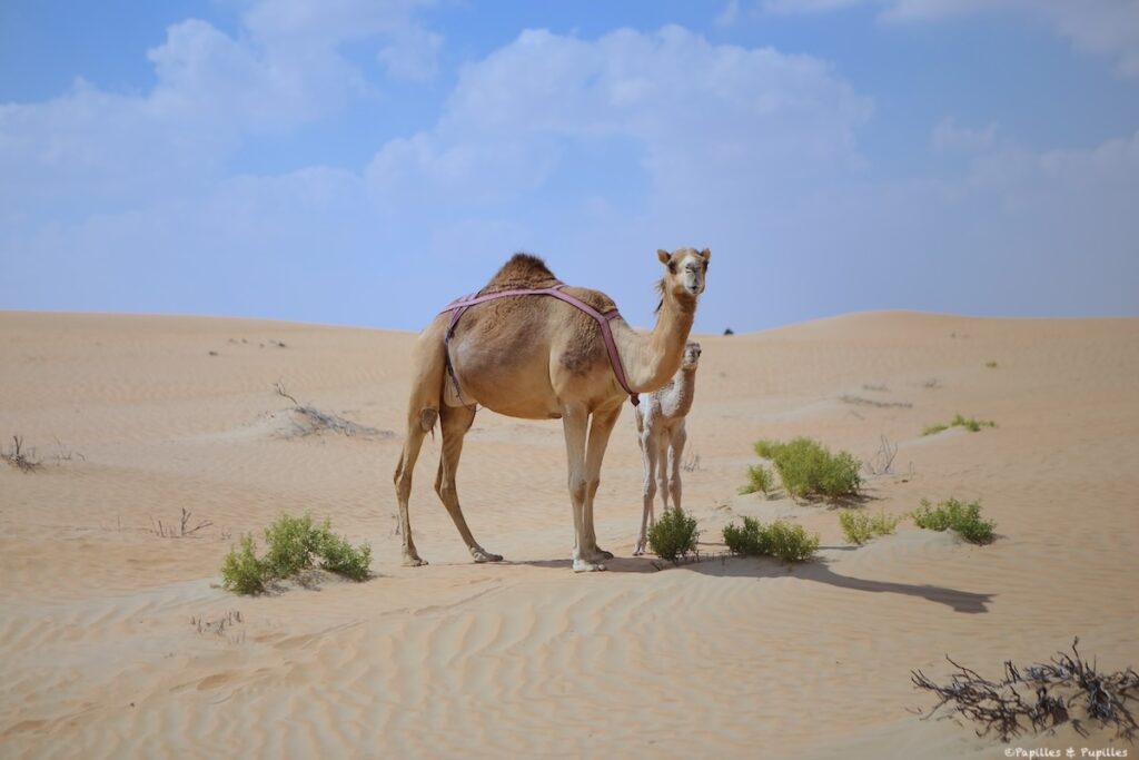 Abu Dhabi