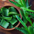Aloe Vera © matka_Wariatka shutterstock