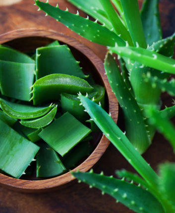 Aloe Vera © matka_Wariatka shutterstock