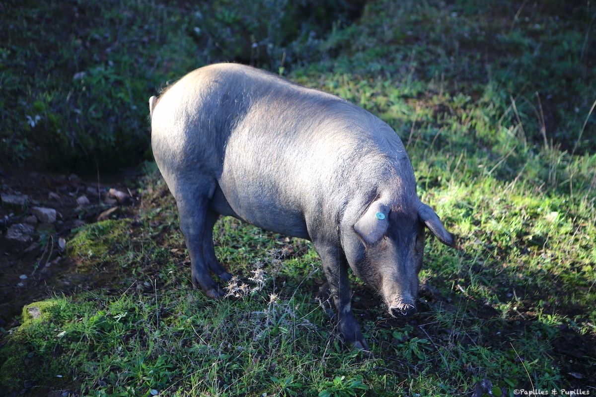 Cochon, Espagne