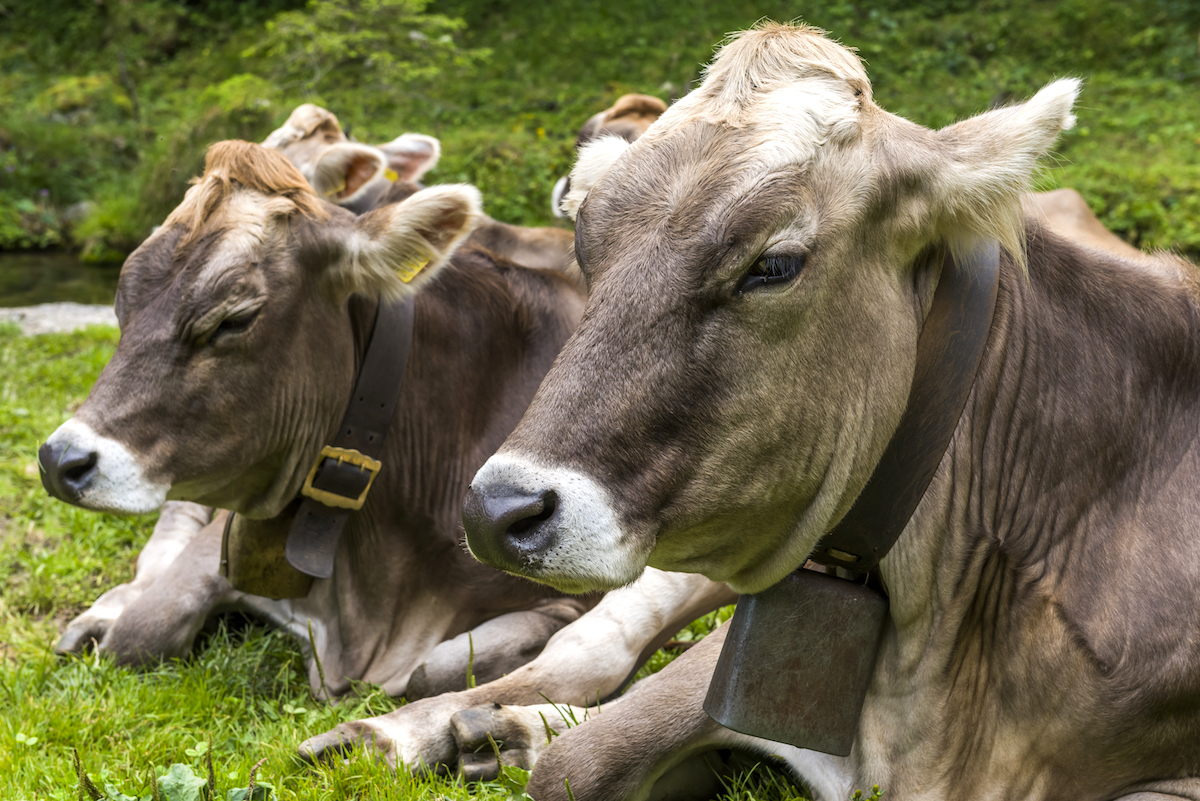 Vaches brunes © Daan Kloeg shutterstock