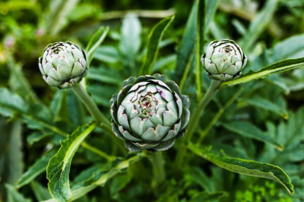 Artichaut © L'oeil de Paco - Prince de Bretagne