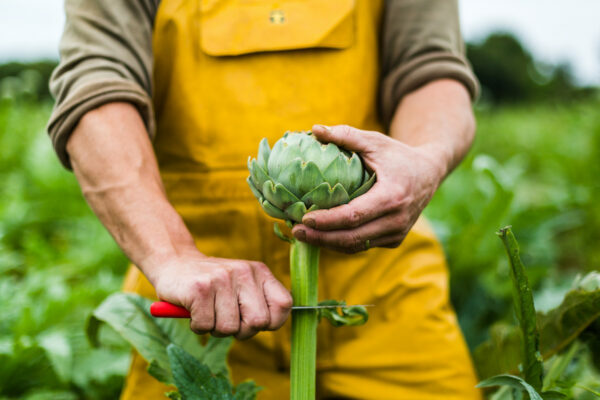 Cueillette de l'artichaut © L'oeil de Paco - Prince de Bretagne