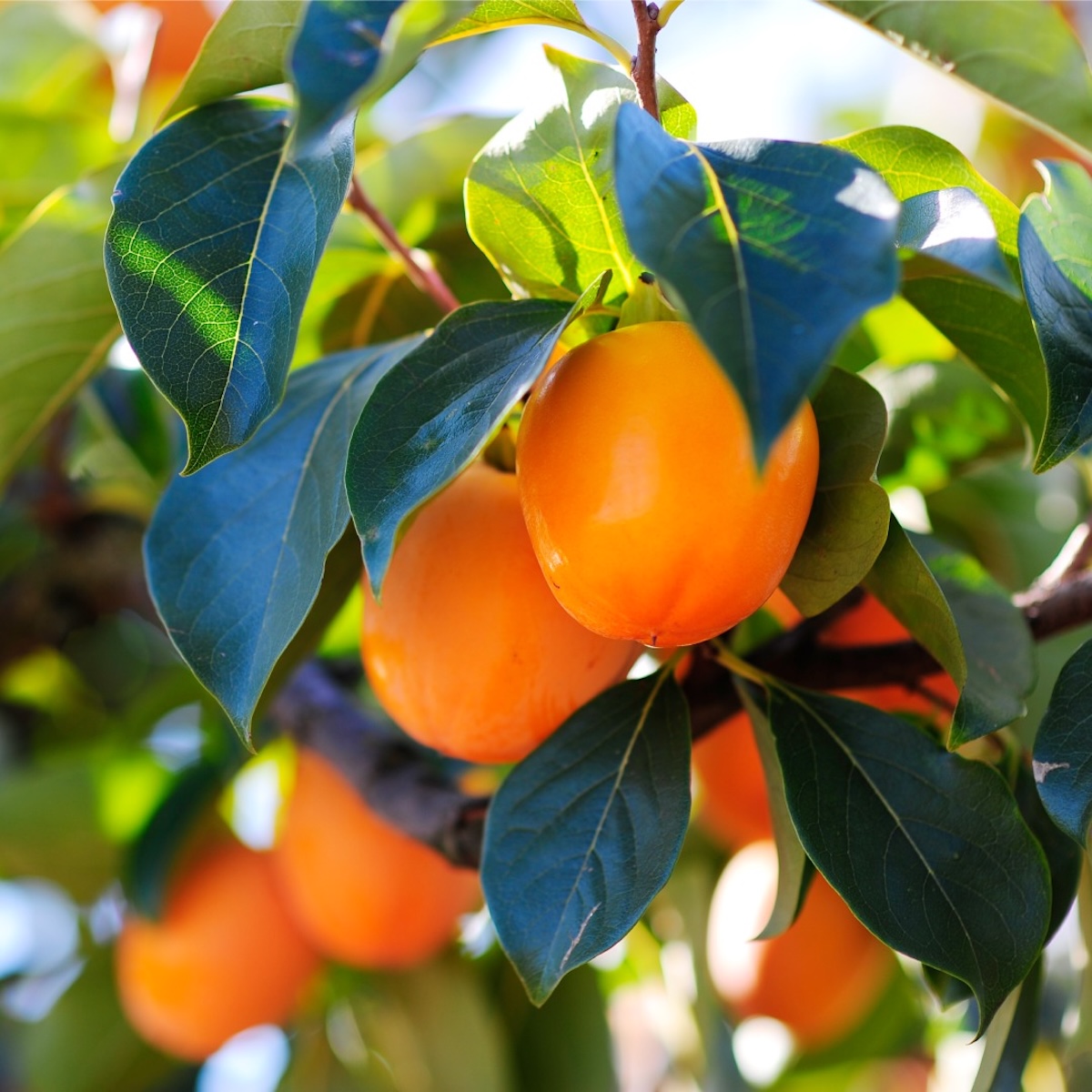 Kaki Ribera del Duero ©FB